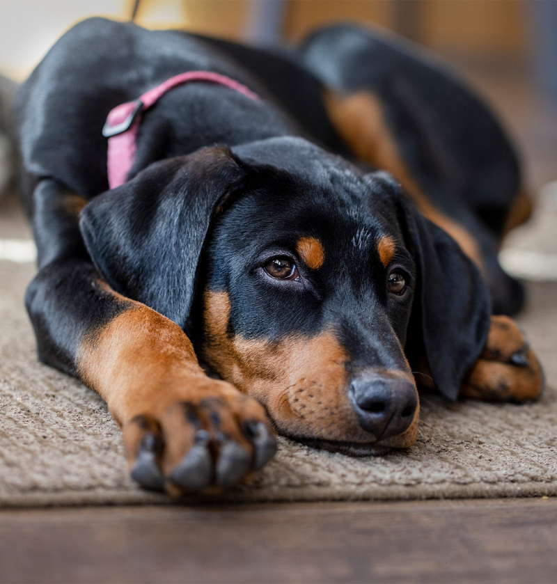 Patè per cani per supporto epatico | Hepatic