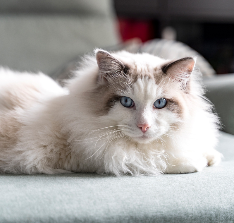 Mousse per gatti adulti con problemi di digestione | Hypoallergenic