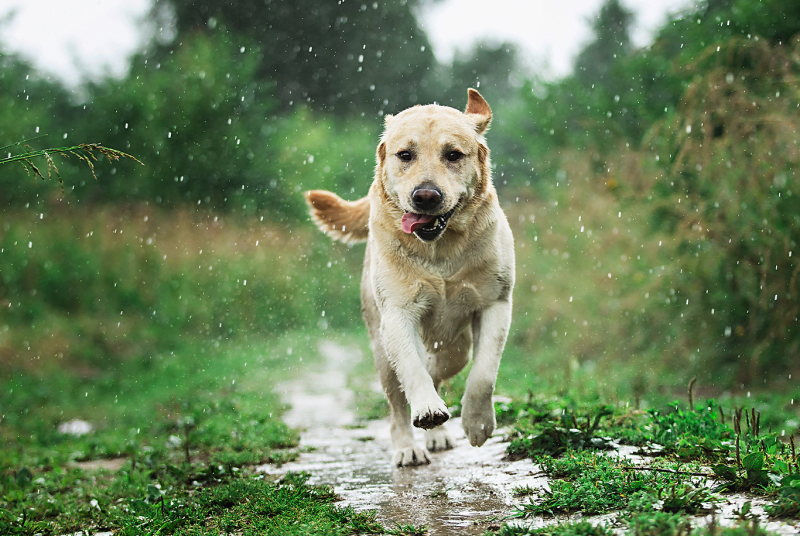 Crocchette per cani con fabbisogno energetico normale | Adult Vitality