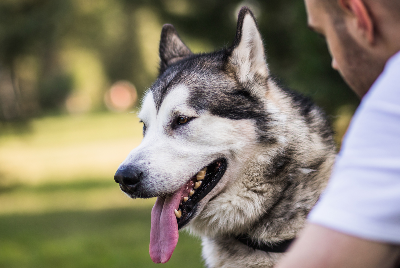 Crocchette ipoallergeniche per cani di taglia grande | Hypoallergenic Digest Adult, large breeds