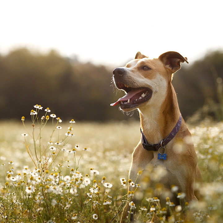 Crocchette ipoallergeniche per cani di taglia grande | Hypoallergenic Digest Adult, large breeds