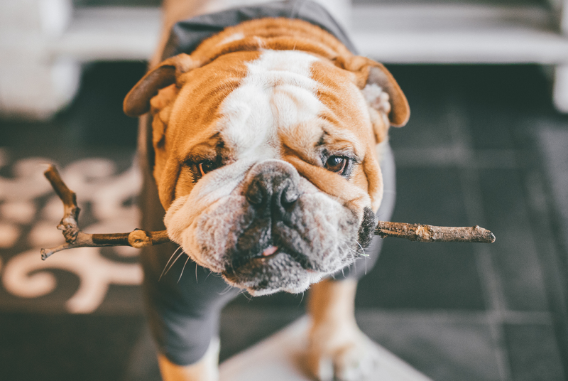 Crocchette per cani in sovrappeso con digestione sensibile | Sensitive Weight Management Adult