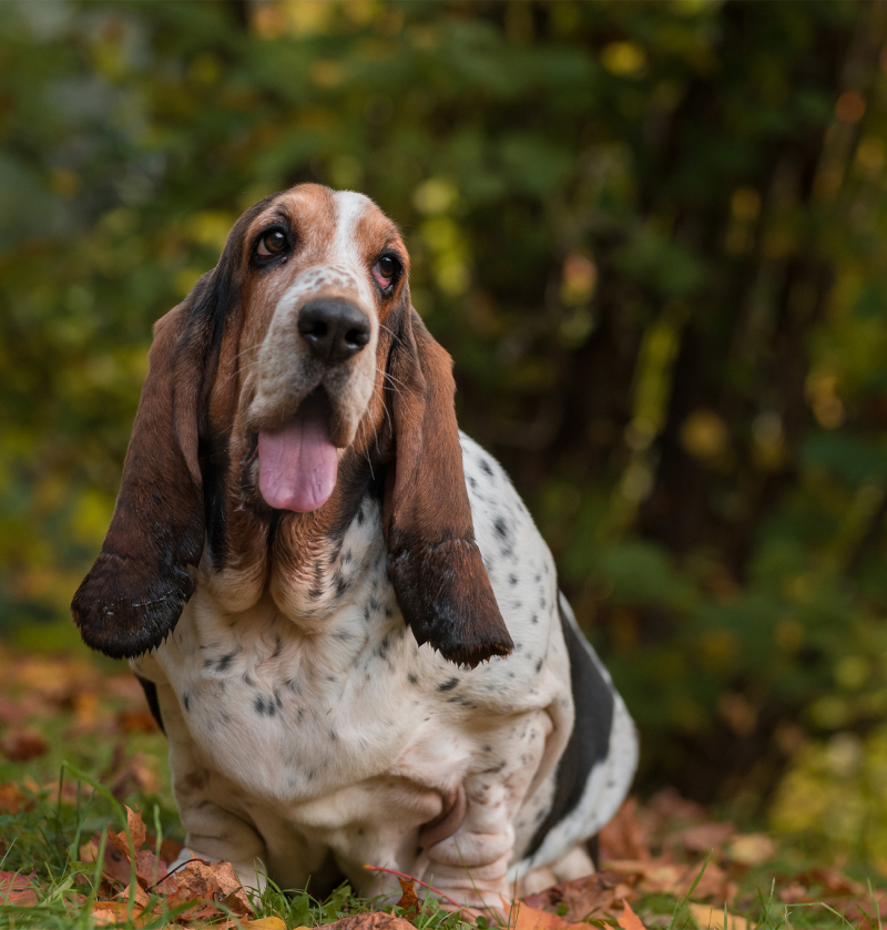 Crocchette per cani in sovrappeso con digestione sensibile | Sensitive Weight Management Adult