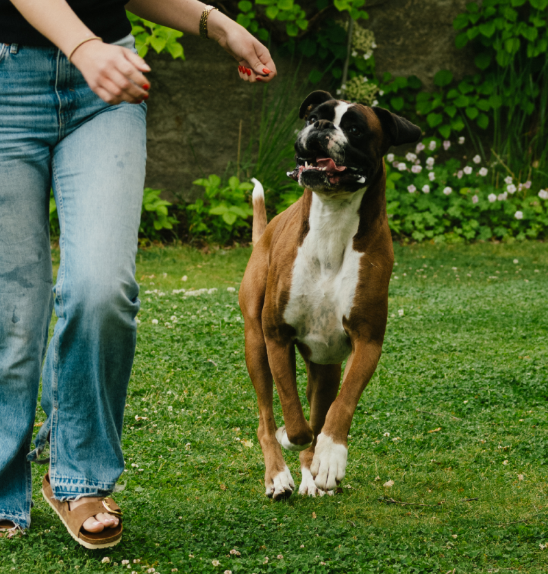 Crocchette supporto articolazioni cani adulti taglia grande | Hypoallergenic Flexcare™ Adult, large breeds