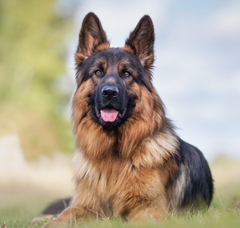 Crocchette supporto articolazioni cani adulti taglia grande | Hypoallergenic Flexcare™ Adult, large breeds